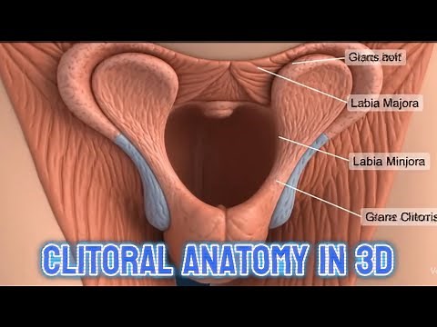 Clitoris: Clitoral Anatomy in 3D