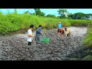 Incredible Method in Harvesting Freshwater Catfish - Harvesting thousands of catfish-Catfish Farming