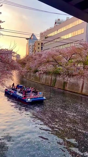 16K views · 926 reactions | Japan  By: travel.lovers.channel. #travel #familytravel #travelphotography #travellover #naturelover #adventurevibes #tripadvisor #traveltheworld #naturephotography #familytrip #vacation #adventuretravel #familytime #japan #japantravel #japanlove #tokyo #kyoto #nara #hotelreview #nature #amalficoast #beautifuldestinations #mountains | Travel Lovers Channel | Facebook