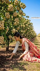 Fresh #pistachio farm #reelsviral #freshfruit | Himalayan Farming