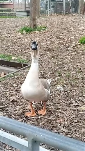 Chinese swan goose domestic swan goose