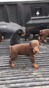 Dobermen puppies #reels #reelsfb #doberman_lover #doberman #dobermanlife #dobermanpuppy | Dobermen lover