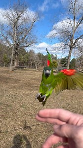 Icarus, Luffy and Zoro stretching their wings! | Straw Hat Parrots