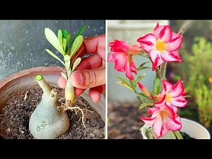 How To Graft Adenium Seed On Mature Caudex | Desert Rose Plant Seed Grafting