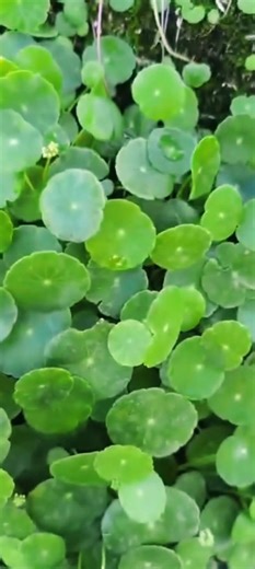 Phytonutrients 101: Whorled Marshpennywort | The Weeds and Seeds Guy