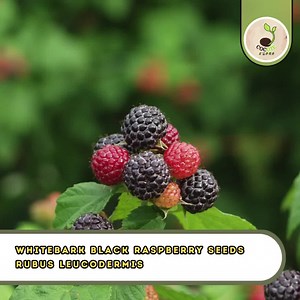 Whitebark Black Raspberry Seeds – Rubus Leucodermis, Western Blackcap Berry - Etsy