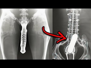 15 Strangest Things Discovered By X-Rays