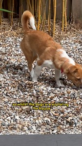 Renting an AirBnb for Our First Rescue Puppy | The Golden Kobe Family