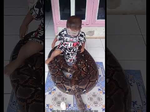 Scary Snake Videos 🐍⚠️ | Intense & Chilling Snake Encounters