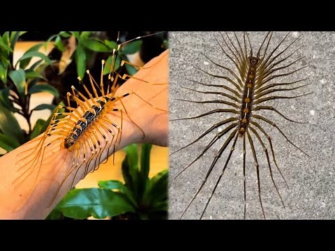 House Centipede: Your Home’s Creepiest Pest Hunter