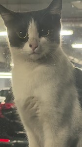 395 reactions · 15 shares | He is assessing you. Part of adoption process : ⁨@mrmicmac11⁩ #cat #cats | Cat Tube | Facebook