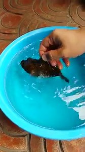 Wow - Amazing Fish | Amazing & Animal pics