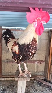 2.3K views · 17 reactions | rooster crowing sound effect | different rooster sounds | rooster crowing compilation plus #Roostercrowingsounds #RoosterCrowing #differentroostersounds #rooster #chicken #Roostercrowinginthemorning #RoostercrowingsoundsEffect #20Roostercrowing #RoosterCrowingCompilation #roostercrowing #roostercrowingalarm #roostercrowing | Wild BIRDS | Facebook