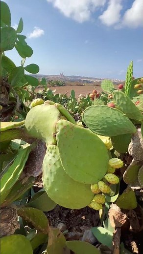 Visiting Malta: Day trip to Gozo