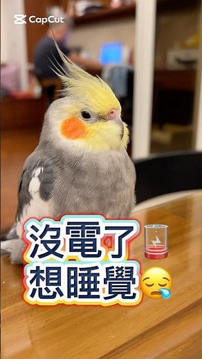 Low battery🪫 #太平洋鸚鵡阿飽 #玄鳳鸚鵡鳳梨 #parrot #鸚鵡