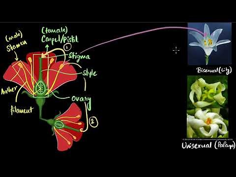 Sexual reproduction in flowers | Reproduction | Class 10 Biology | Khan Academy