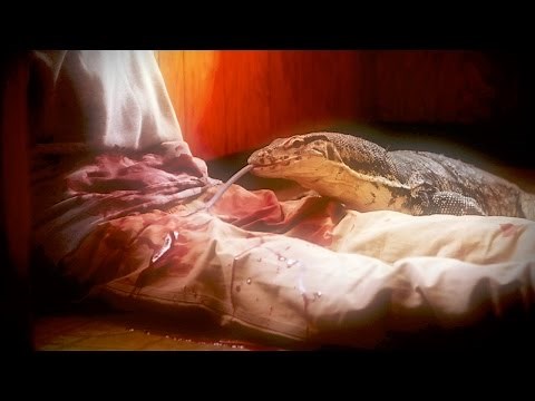 Monitor Lizards Eats Owner | Monster Week