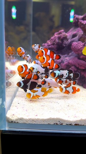 Designer Clownfish Showcase at Aquashella Daytona