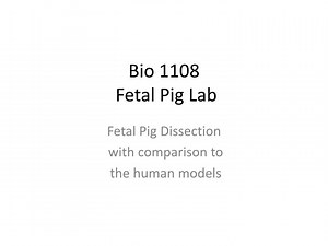 Bio 1108 Fetal Pig Lab - SlideServe