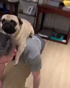 39K views · 548 reactions | Puggo pushups  | Animals Doing Things | Facebook