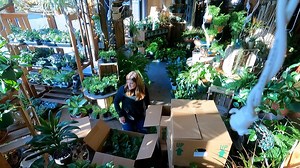 148K views · 8K reactions | Helping Unbox & Display a Huge Load of Houseplants at the Garden Center!  | Garden Answer | Facebook