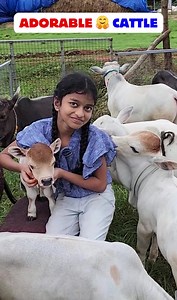 210K views · 10K reactions | Nadipathy Goshala - Home Of Mini, Micro, Nadipathy Nano Breeds |Shortest Cows Breed | 01- 02Feet Cows | . . . . . . #d25 #oct2 #dussehra #vD25 #ramWins #goodWin #evilEnd #ravanEnd #a12Victory #wB #uP #bihar #hP #gujarat #maha #delhi #ramLeela #durgaWin #navR25 #cow #moo #cowLuv #bbyCow #cuteCow #cowLife #milk #calf #cowsIG #fluffyCow | Nadipathy Cattle | Facebook