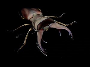 Results of digging up an adult cowpi stag beetle [Stag beetle breeding]
