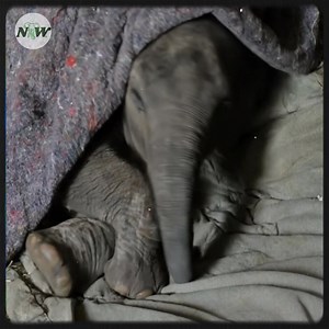 359K views · 22K reactions | In the quiet moments of dawn, a fragile...