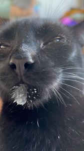 15K views · 1.8K reactions | Naughty Weebles enjoys finishing the milk from my breakfast every morning.  | Rescue Cats NI | Facebook