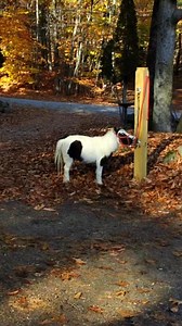 I have a clean and a dirty story for you... #smalleststallion #bathday #rollafterbath | Einstein the Smallest Stallion