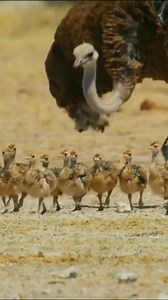 2.3K views · 148 reactions | Male ostriches play a crucial role in incubating and raising chicks, a behavior that defies traditional gender roles in the avian world. Scientific studies, highlight their active involvement, sharing incubation duties and protecting young ostriches. This unique partnership challenges conventional notions of parenting in birds. Video: SM #Ostrich #nature #wildlife #facts #wildlifeconservation #evolutionarybiology | Dr. PM Dhakate | Facebook