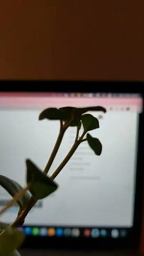 💰 How to make money Writing Online with Medium?