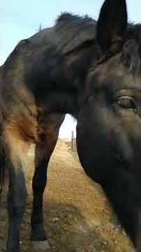 Horse stallion erection 486