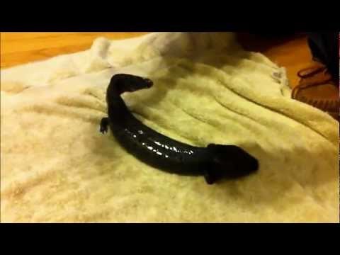 Mudpuppy Necturus maculosus Specimen