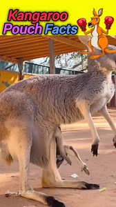 Kangaroo 🦘 pouch facts ❤️❤️ #animals #kangaroo #wildlife #mother #bollywood #entertainment | Shopping DEALS