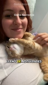 10M views · 196K reactions | Esto es lo que sucede si dejas que tu gato duerma contigo por las noches. #comportamientofelino #amantedelosgatos #gatito #gatitosquecurantudepresión #gatosgraciosos #gatonaranja #ronroneo #RonroneosFelices | Gato Naranja | Facebook