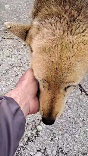 HEROJ ULICE MOJ RESPEKT OSTAT OPSTAT NA ULICI OVOLIKO DUGO NIJE SALA ZIVA MI I ZDRAVA BILA DO GROBA SVAKI DAN UZ TEBE Part 2 | Gala Bordo