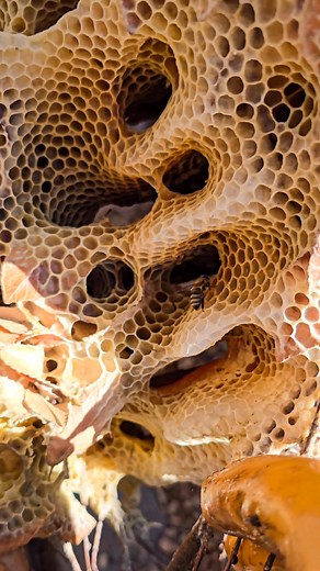 ⚠️ Warning ⚠️ Trypophobia Trigger 🤢 This open air hive was precariously built 25ft high on a flimsy branch! You can watch this entire rescue here: https://bit.ly/4jos2Cb #animals #gross #nature #bees #animalrescue #savethebees #beekeeper #garden #trees #ew #contractor #arborist | Mr. Mrs. Bee Rescue