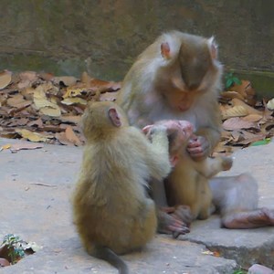 Libby take care & nursing her baby very careful | Monkey Rainbow