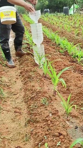 Make hole in the drink bottle at the same level and add fertilizer for the plants so they grow well