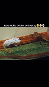 Chris Pontius stood naked with a snake in Jackass Number Two (2006). The snake lunged and bit his penis, causing immediate panic and pain. He needed medical attention but wasn’t seriously injured. It’s remembered as one of the most extreme and regretted stunts in Jackass. #nostalgia #prank #jackass #funnyvideos #funny | Madcapmayhem