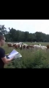 24K views · 78 reactions | لغة البقرة | Génération Chaâbi | Facebook