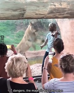 451K views · 1.4K reactions | Beware Of Wild Animals | 퐂퐡퐢퐧퐚퐧퐝퐞퐠퐚 퐓퐨퐝퐚 퐂퐚́퐥퐢퐝퐚 퐝퐞 퐓퐫퐚퐝퐢퐜퐢퐨́퐧 | Facebook