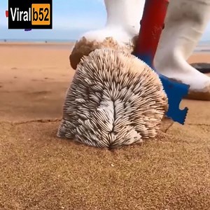 78K views · 13 reactions | Find and catch interesting animals on the beach. | ChinaTopix | Facebook