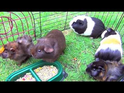 Funny Guinea Pigs Living: Walking, Eating, Squeaking Noises, Fighting, Attacking, Mating Dance