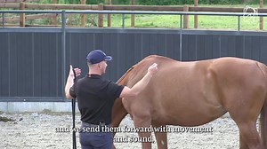126K views · 651 reactions | If your horse is sensitive around their...