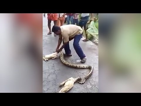 Man Squeezes Goats Out Of Python