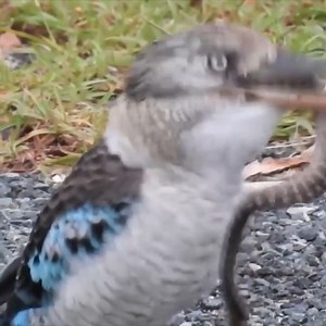 1.9K views · 18 reactions | Kookaburra Bird Eats Python Snake | Pemburu dunia ghaib | Facebook