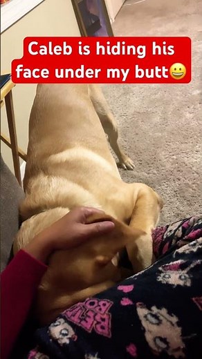 Whad did you smell Caleb?😀 #trend #puppy #viralvideo #trending #viral #video #short #shortvideos