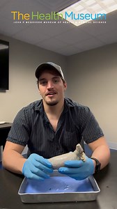 Get your tickets for June 14th's Bull Testicle Doc Dissection! This Men's Health Month, learn how the testes play an important role in overall health and development. #TheHealthMuseum #DocDissections #HealthLearning #HealthEducation #MensHealthMonth | The Health Museum | Facebook